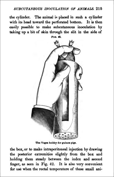 Illustration of a guinea pig held upside down in a cylindrical tube