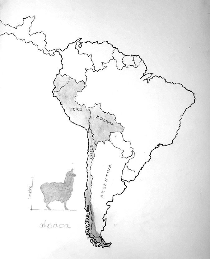 Hand-drawn map of South America with illustration of alpaca on left-hand side of map