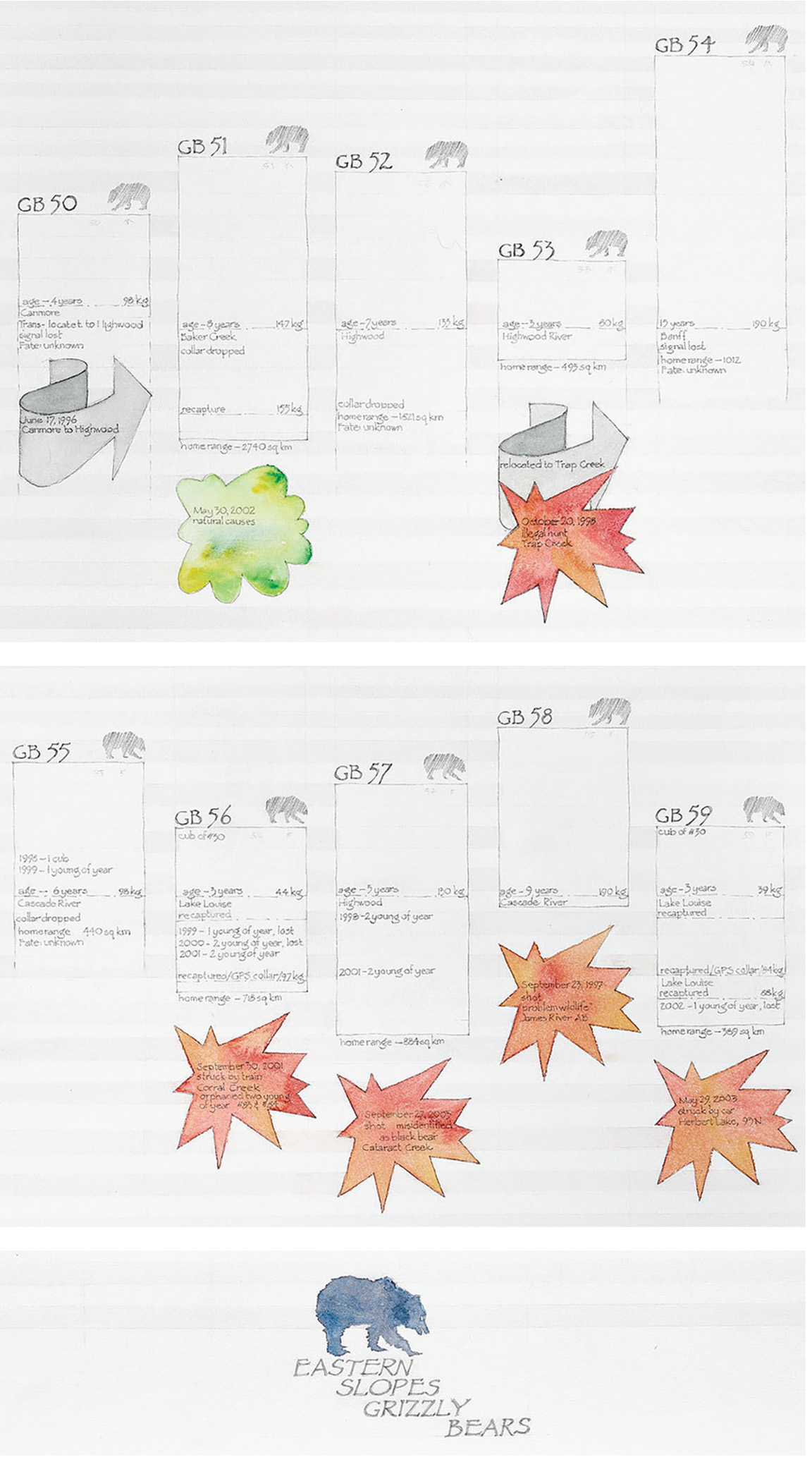 Hand-drawn illustrated timeline with small grizzly bear image at bottom